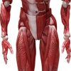 Figures FREEing | Figma Human Anatomical Model