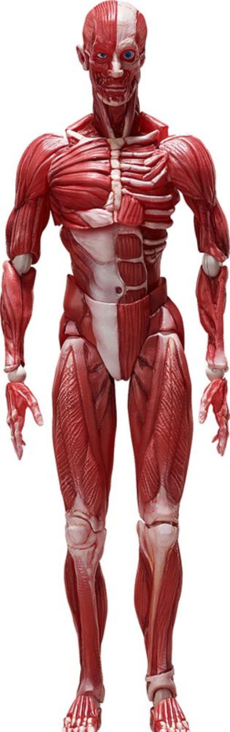 Figures FREEing | Figma Human Anatomical Model