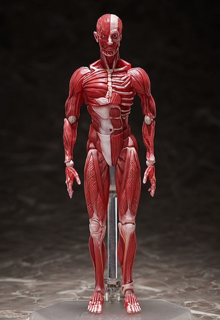 Figures FREEing | Figma Human Anatomical Model